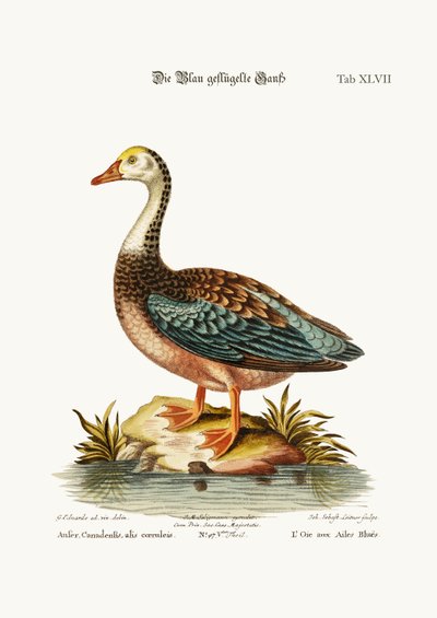 青い翼のガチョウ、1749-73 作： George Edwards